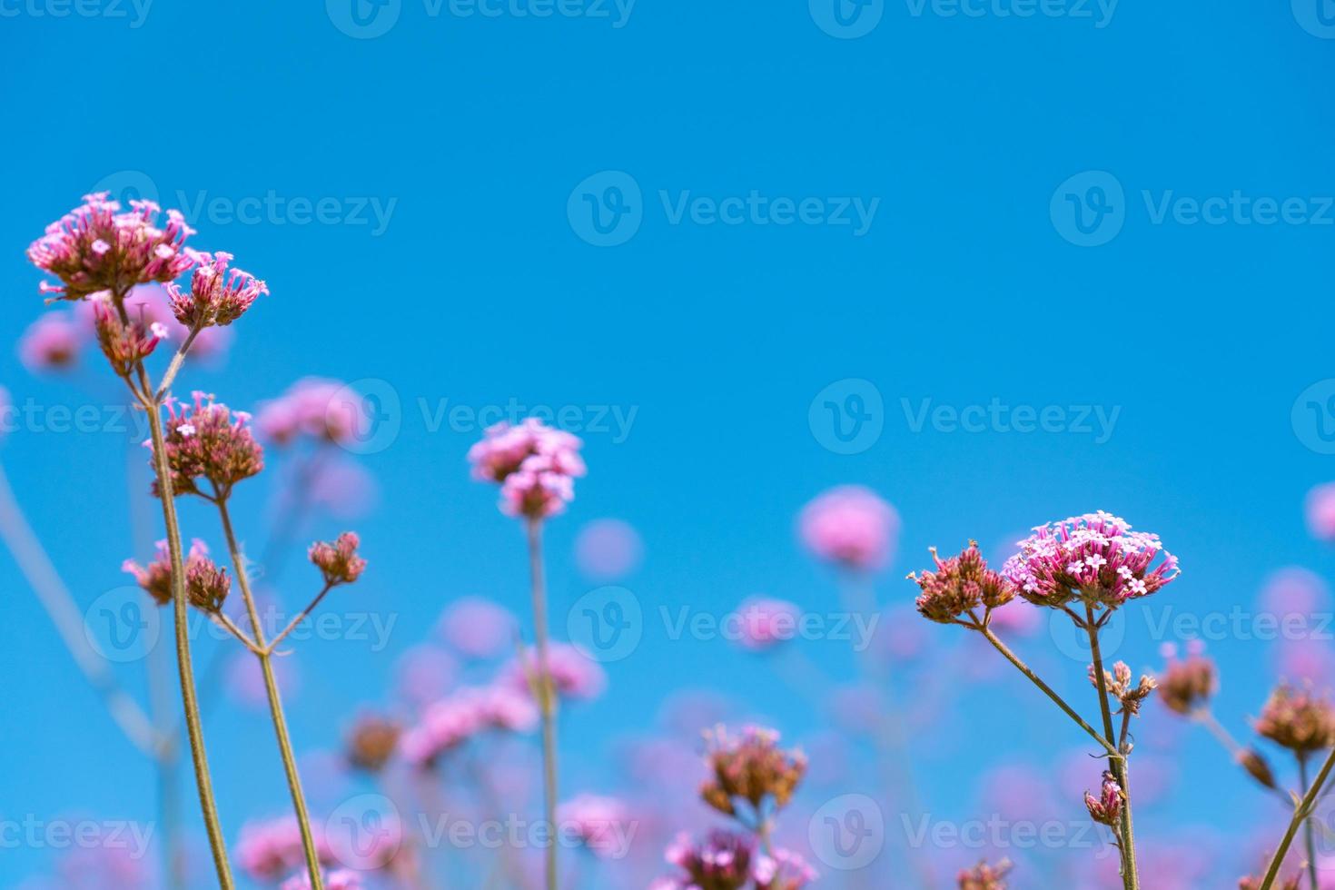 mooie roze verbena bloemen veld onder blauwe lucht foto