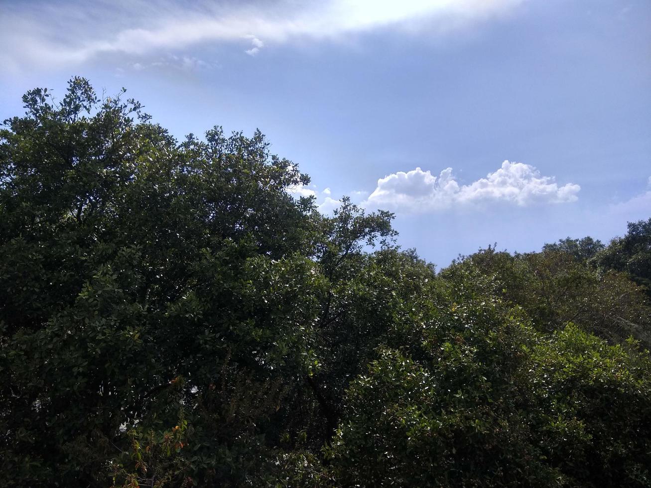 een landschapsfoto van mangrovebomen. vis polen landschap foto van mangrovebomen. visvijver toerisme en toerisme