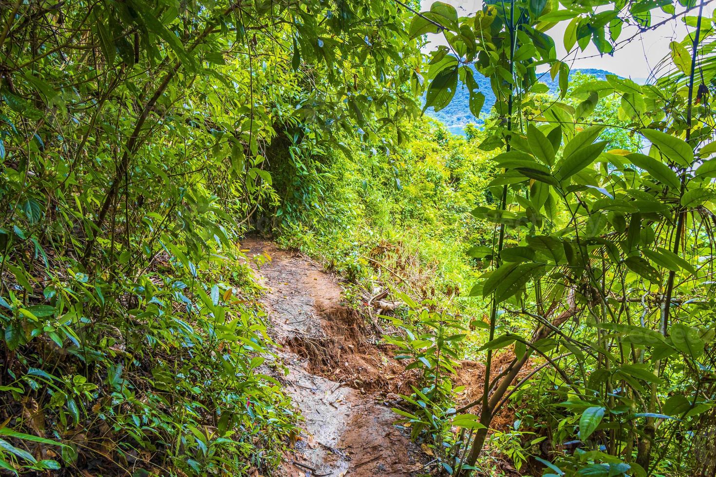 aardverschuiving na regen op wandelpad natuurlijke tropische jungle brazilië. foto