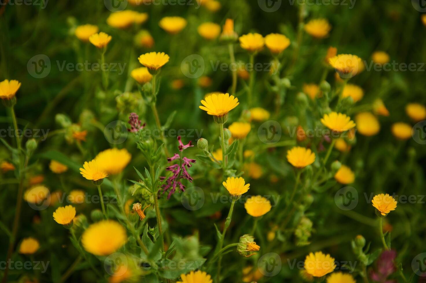 bloemen achtergrond met calendula bloemen in de veld- in de weide in bergen. natuur achtergrond. kruiden geneeskunde foto