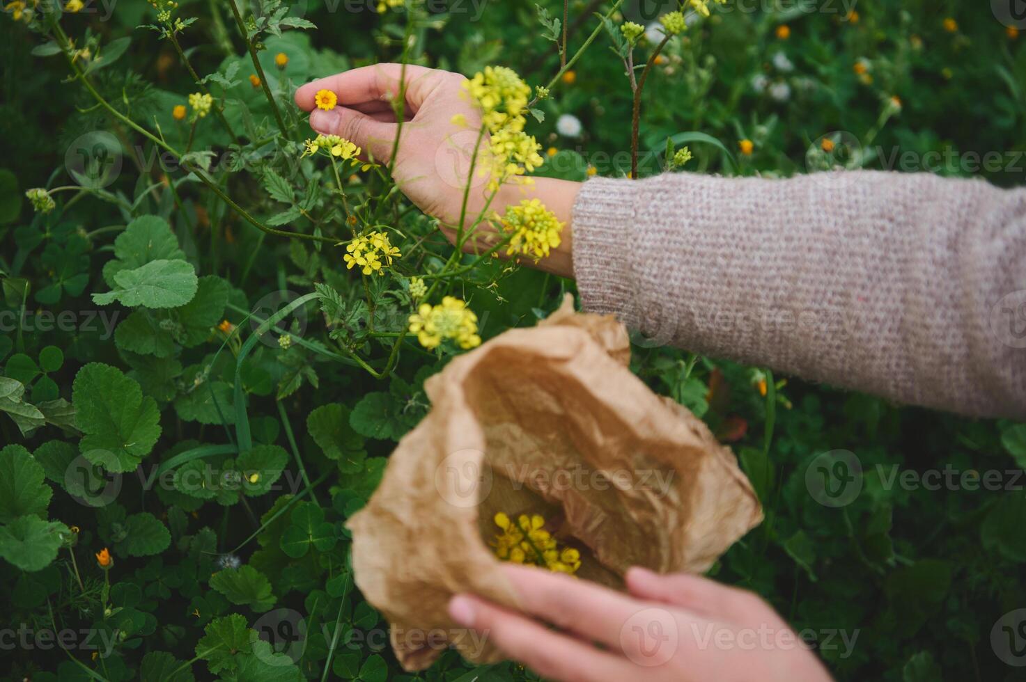 detailopname kruidendokter handen verzamelen geneeskrachtig planten in bergen. kruiden alternatief geneeskunde voor holistische genezing foto