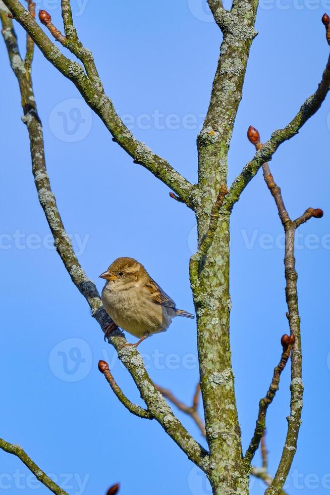 een vrouw huis mus neergestreken Aan een kaal boom tegen een blauw lucht achtergrond foto