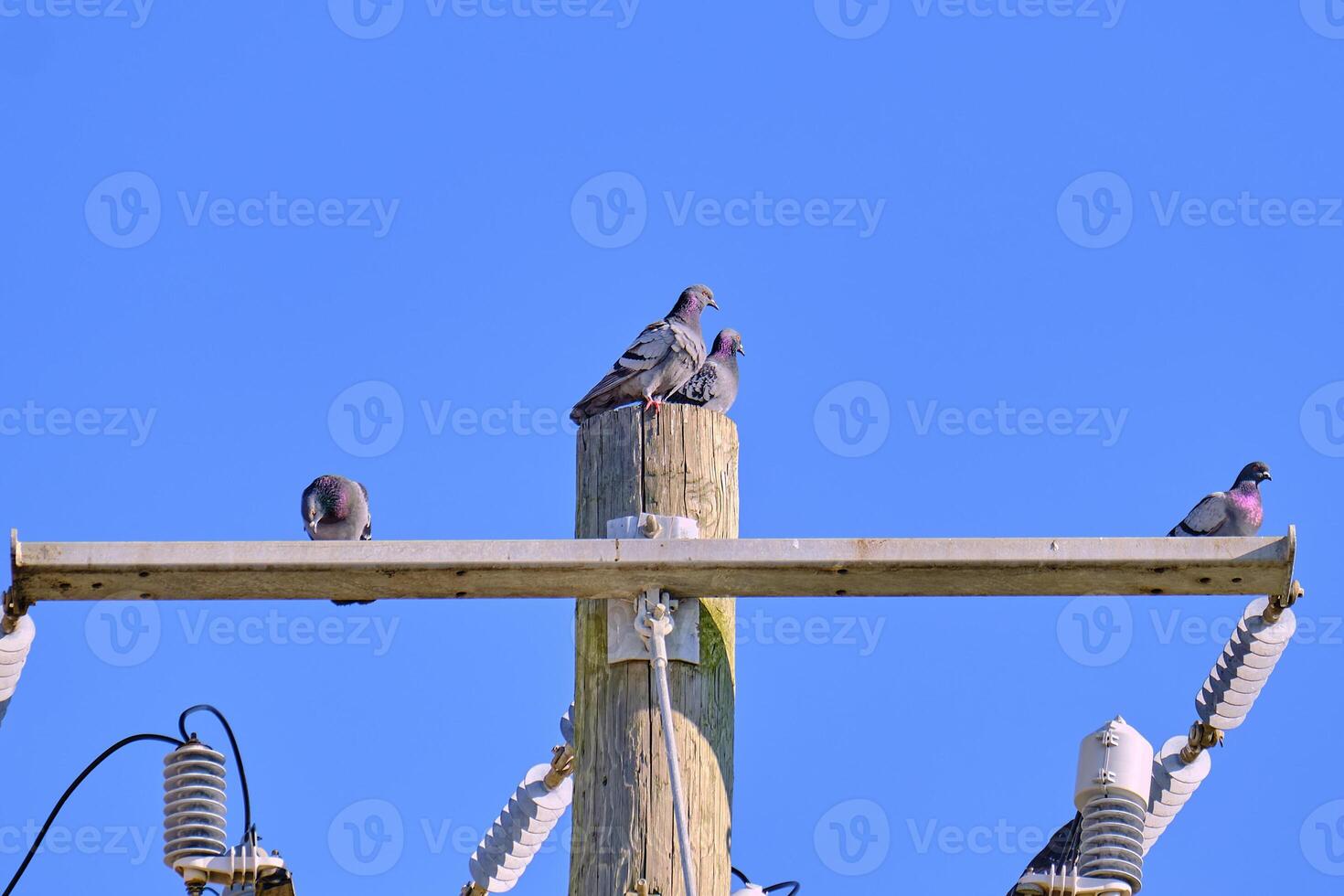 vier rots duiven neergestreken samen Aan top van een elektrisch pool foto