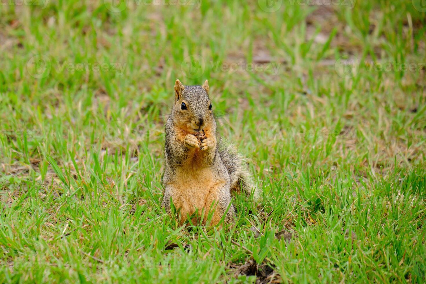een vos eekhoorn vondsten een beet naar eten foto