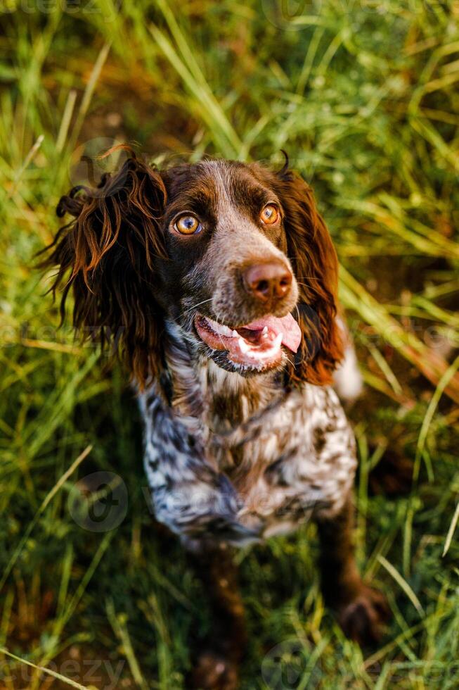 Russisch bruin spaniel aan het liegen in groen gras in een veld- en lit door de instelling zon foto