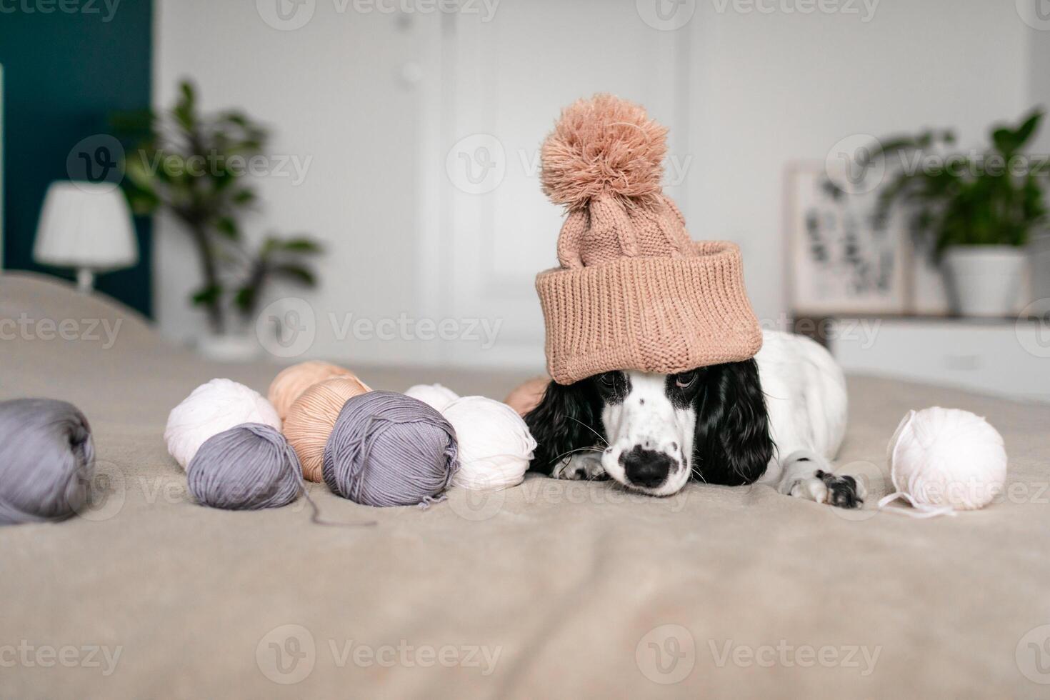 energiek spaniel puppy vondsten vreugde in wollen ballen Aan bed foto