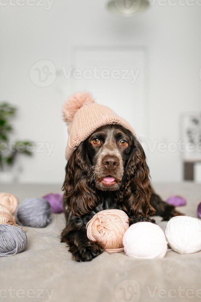 charmant Russisch spaniel hond in gebreid hoed vermaakt door wollen ballen Aan bed foto