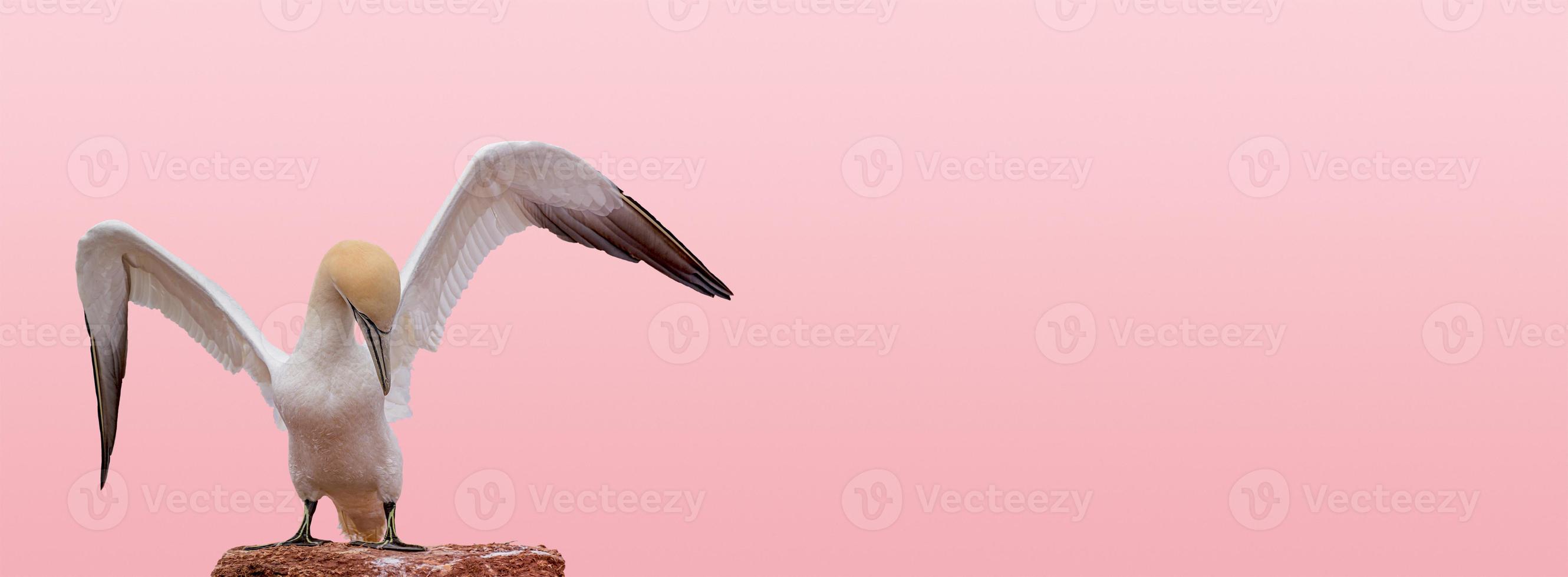 banner met een enkele mooie Noord-Atlantische jan-van-gent vogel met open vleugels bij rode, roze of roze zonsondergang achtergrond met kopie ruimte voor tekst, close-up, details. liefde en glamour concept. foto