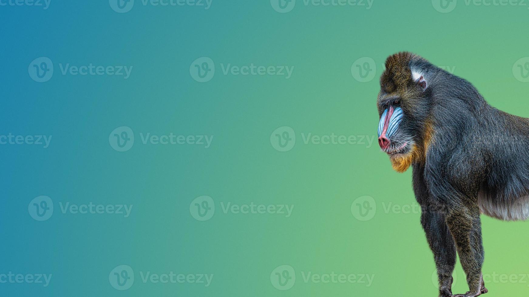 banner met portret van een volwassen alfamannetje van kleurrijke Afrikaanse mandril op vloeiende gradiënt blauwe en groene achtergrond met kopie ruimte, close-up, details foto