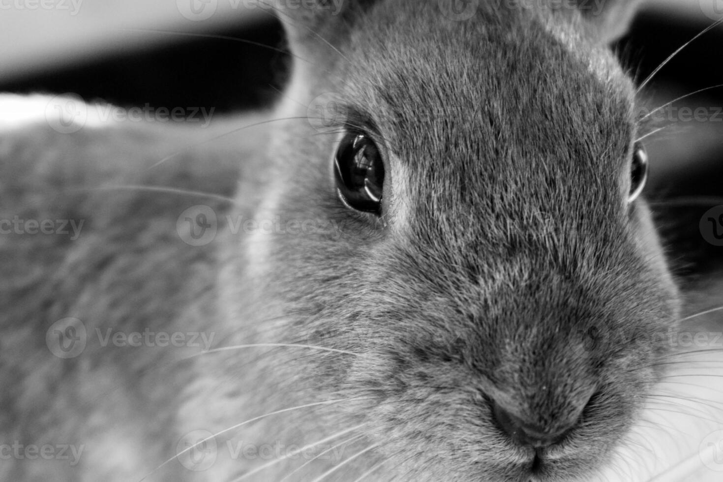 een dichtbij omhoog zwart en wit beeld van een konijn konijn huisdier mascotte foto