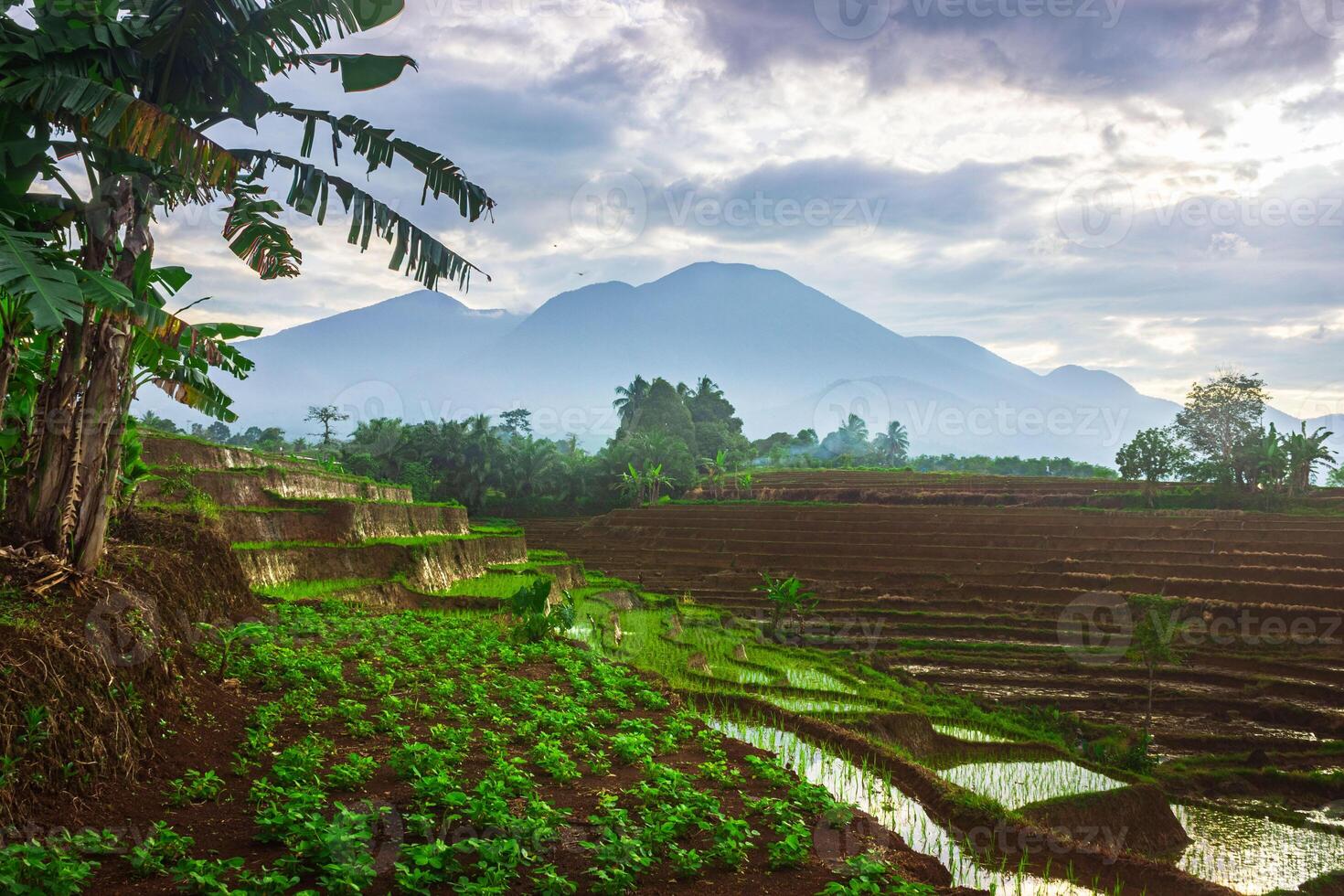 mooi ochtend- visie Indonesië panorama landschap rijstveld velden met schoonheid kleur en lucht natuurlijk licht foto