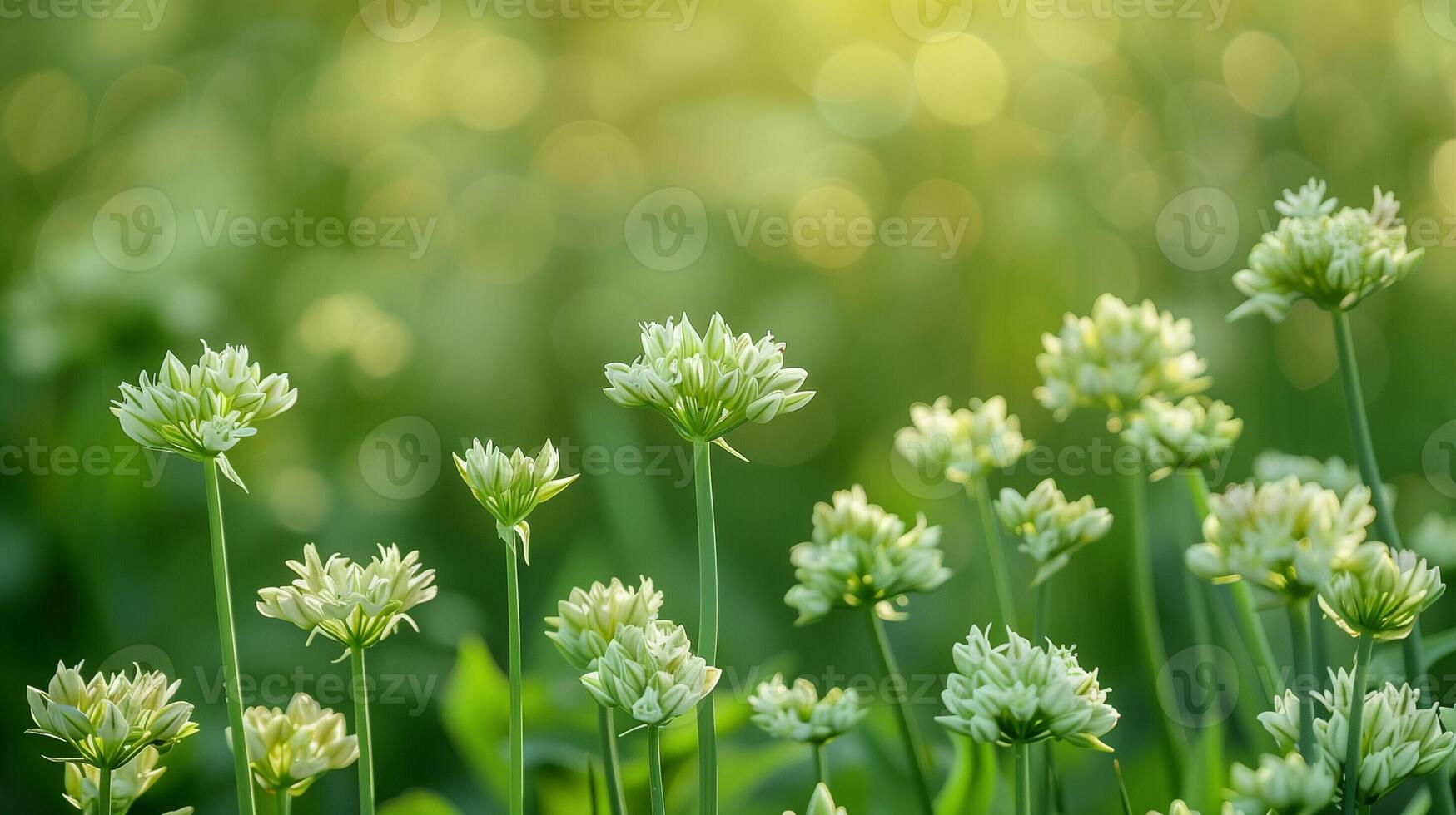 ai gegenereerd gedetailleerd visie van wild prei bloemen gedurende bloeiend fiets in een weide, achtergrond met leeg ruimte voor tekst foto