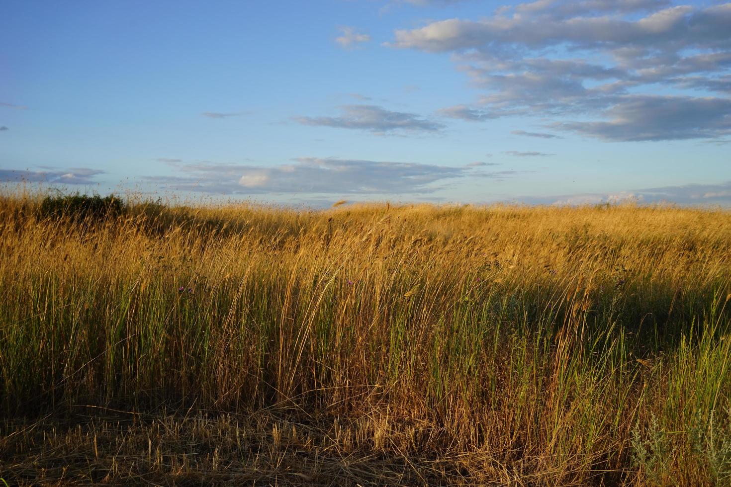 hoog droog gras groeit onder blauwe bewolkte hemel foto