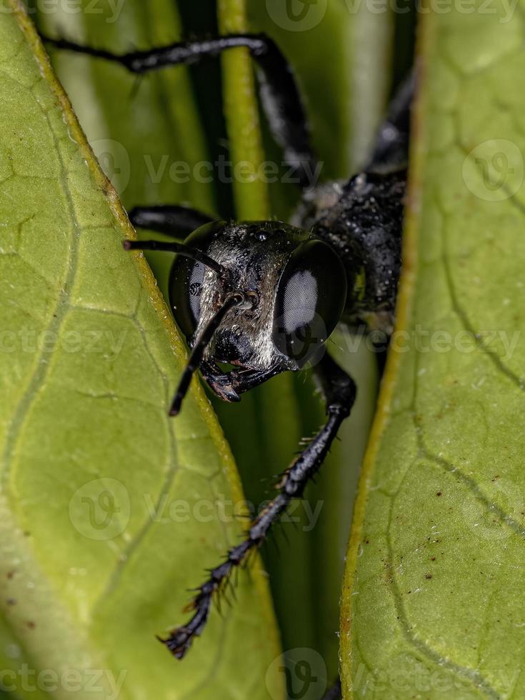 volwassen wesp met draadtaille foto