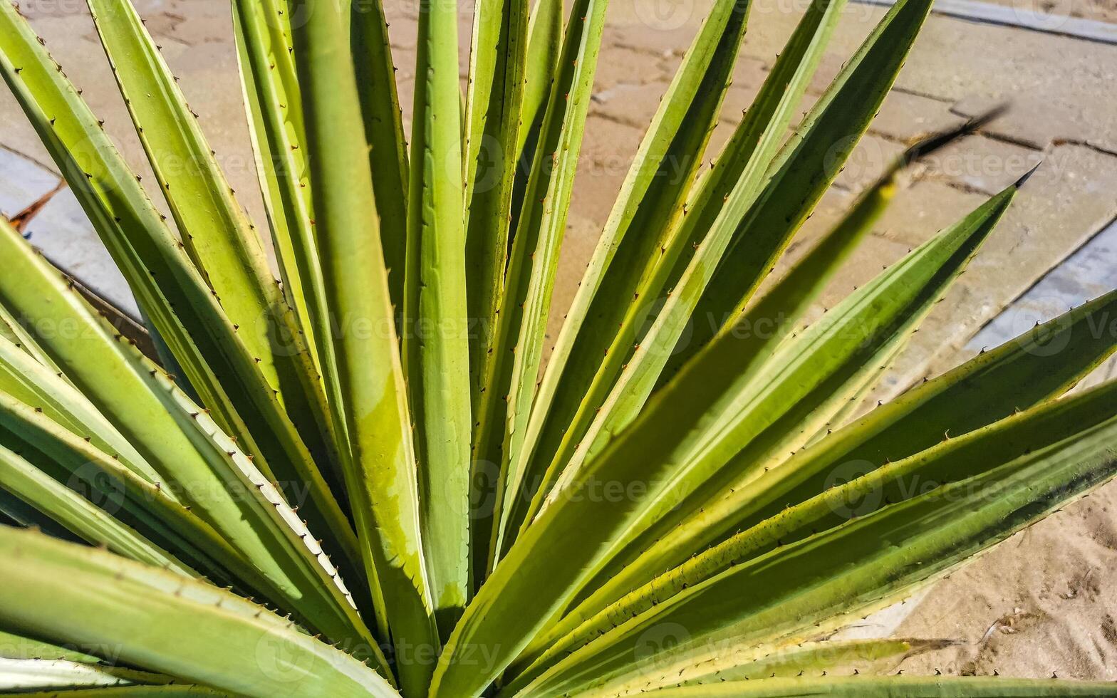 tropisch exotisch groen sier- fabriek bloem in Mexico. foto