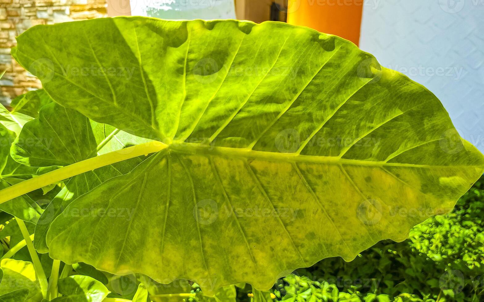 tropisch exotisch groen sier- fabriek bloem in Mexico. foto