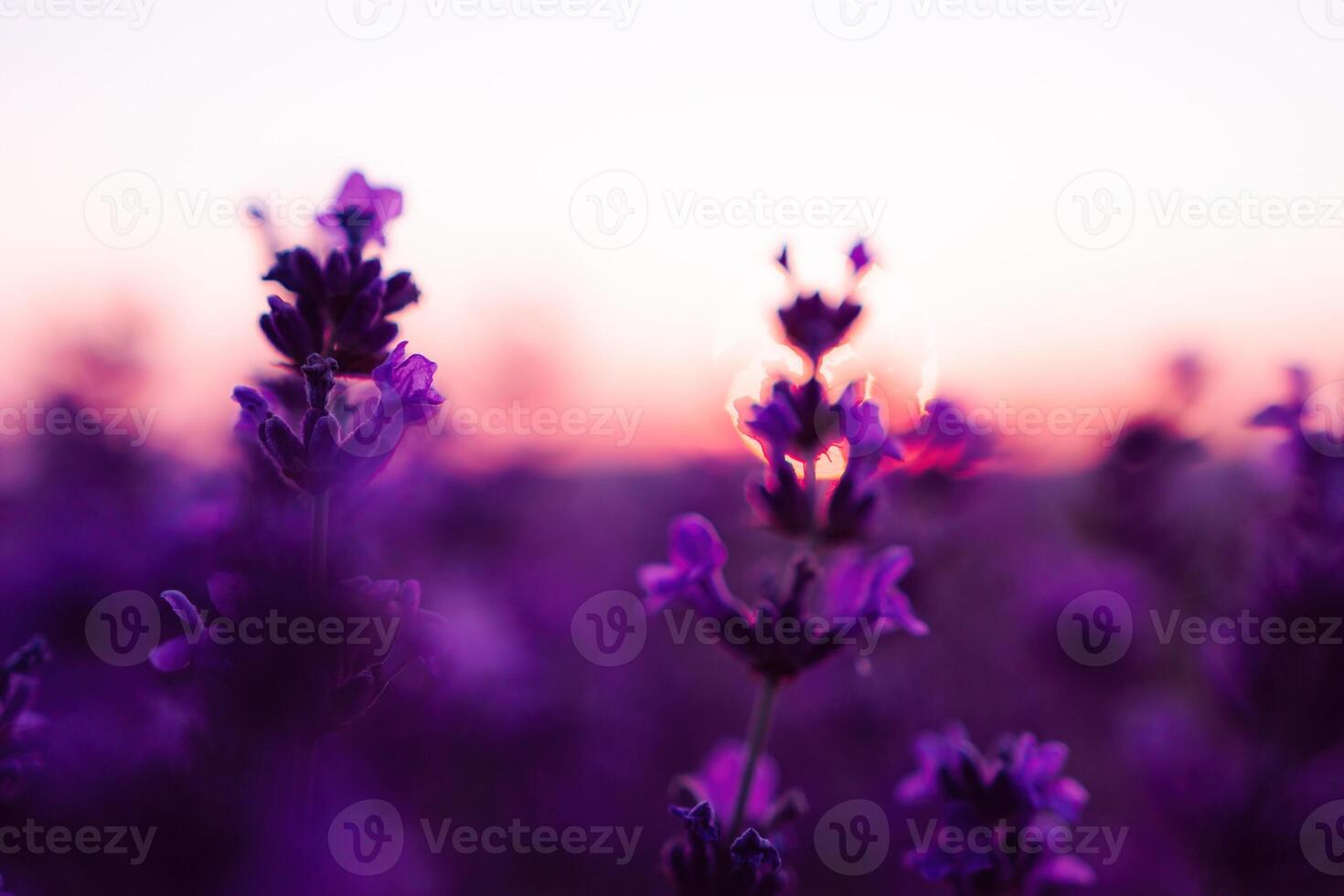 lavendel bloem veld- detailopname Aan zonsondergang, vers Purper aromatisch bloemen voor natuurlijk achtergrond. ontwerp sjabloon voor levensstijl illustratie. paars lavendel veld- in Provence, Frankrijk. foto