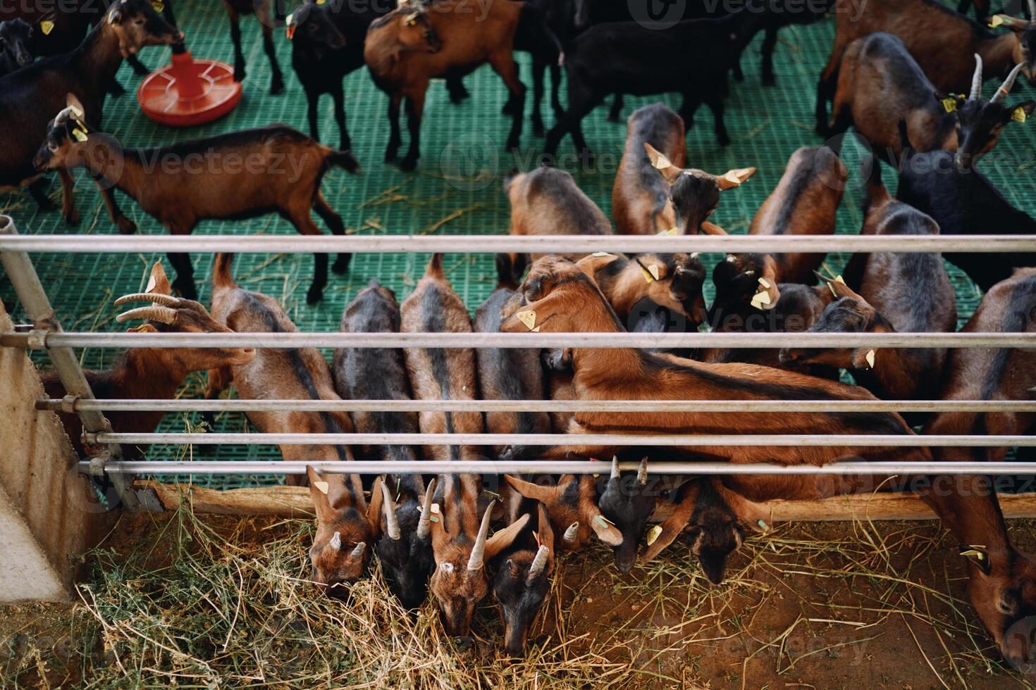 bruin geiten eten hooi van de verdieping leunend uit van achter een hek in een paddock foto