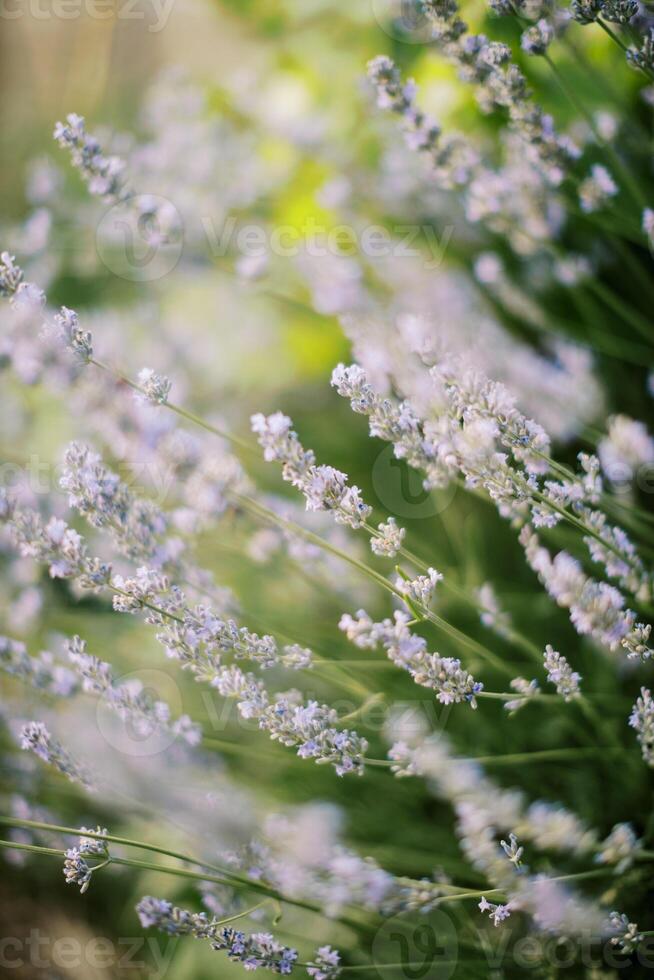 bloeiend lila lavendel groeit in een veld- foto