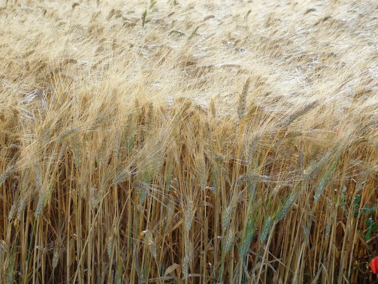 tarwe veld- buitenshuis foto