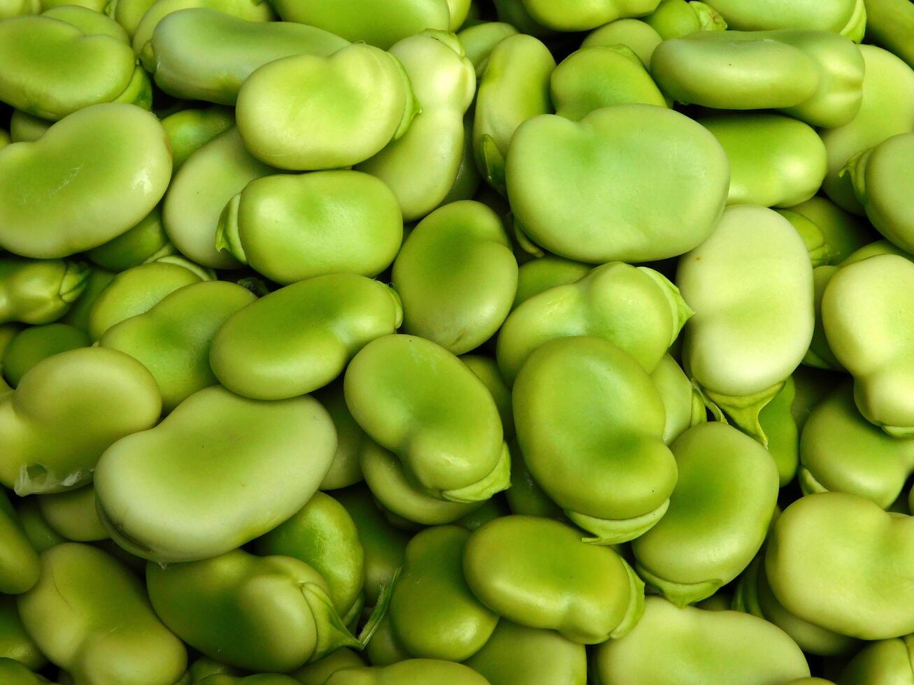 fava bonen buitenshuis foto