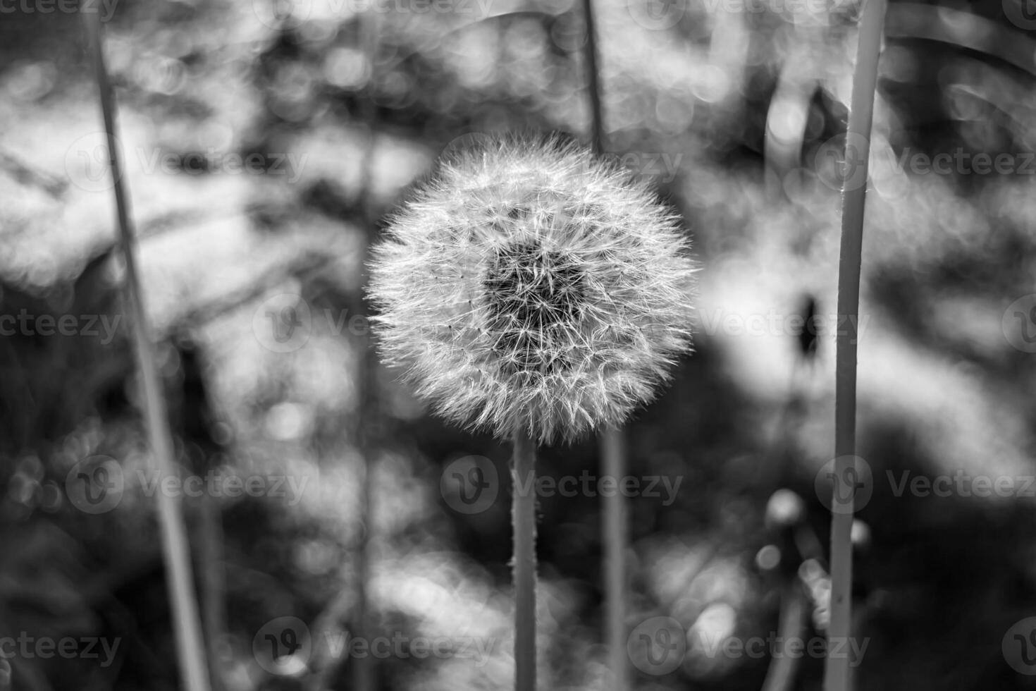 mooi wild groeit bloem zaad paardebloem Aan achtergrond weide foto