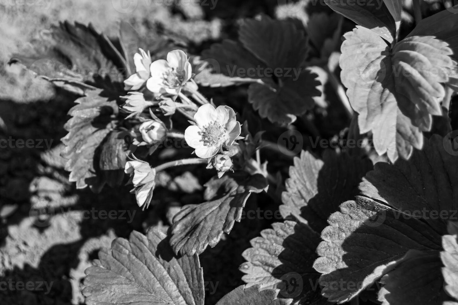 fotografie Aan thema mooi BES Afdeling aardbei struik met natuurlijk bladeren foto