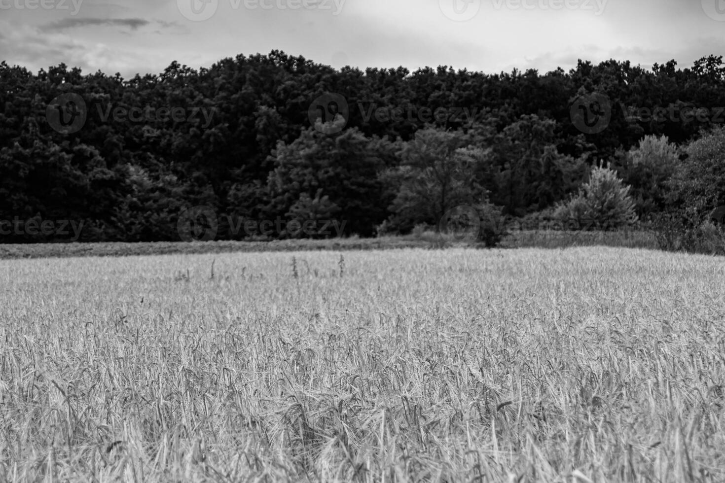 fotografie Aan thema groot tarwe boerderij veld- voor biologisch oogst foto