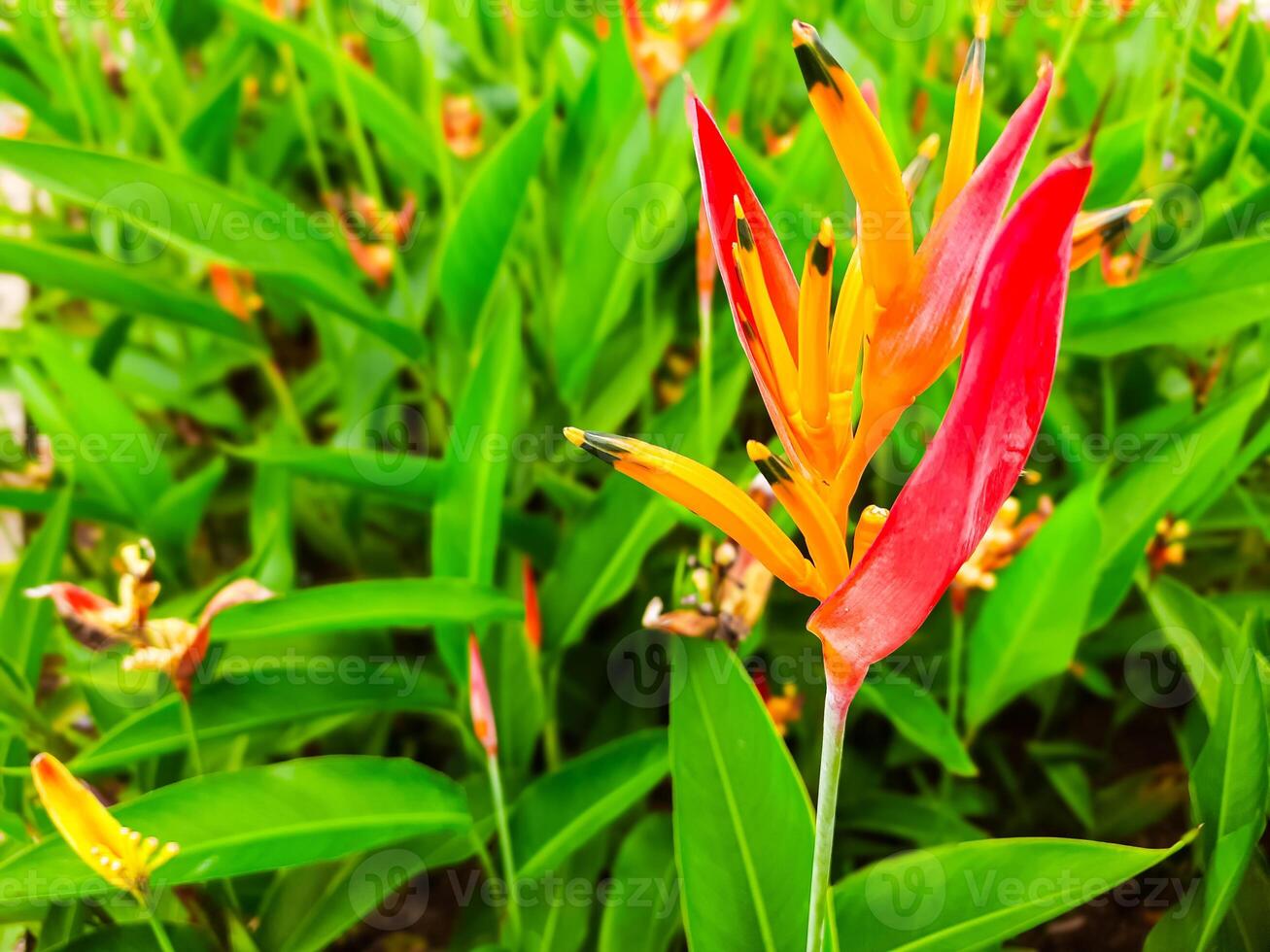 mooi bloem in de tuin met roodachtig geel bloem schiet foto