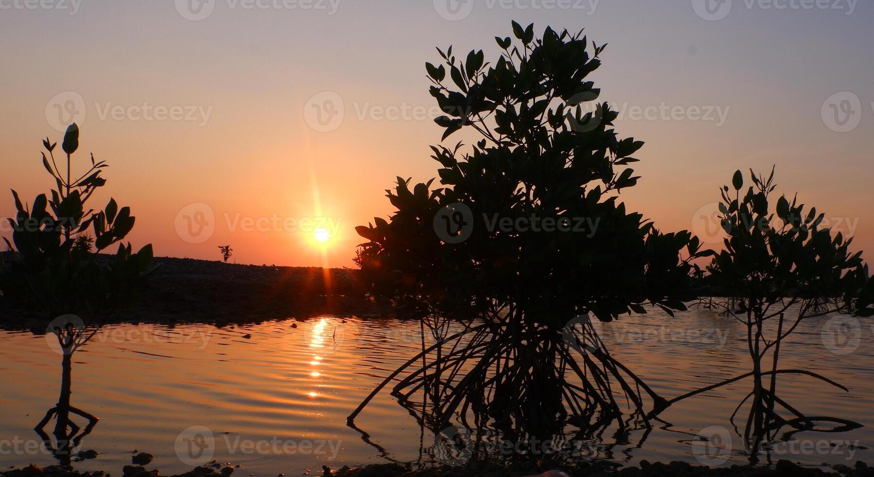 zonsondergang in de mangrove Woud Bij de strand, mooi foto digitaal afbeelding