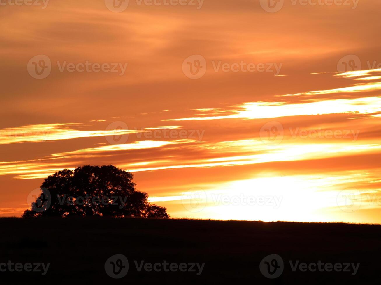 oranje wolken Bij zonsondergang met eik boom en heuvel foto