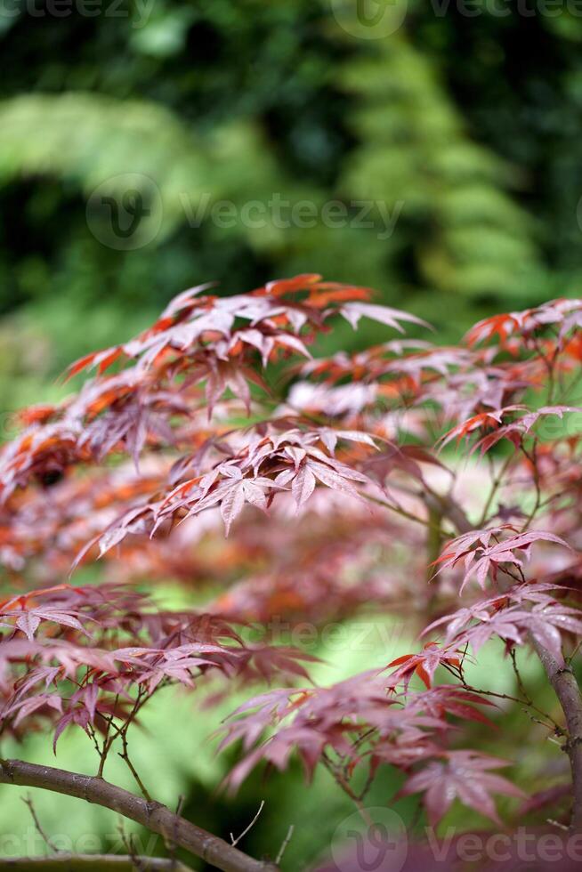 rood Japans esdoorn- bladeren met groen achtergrond foto