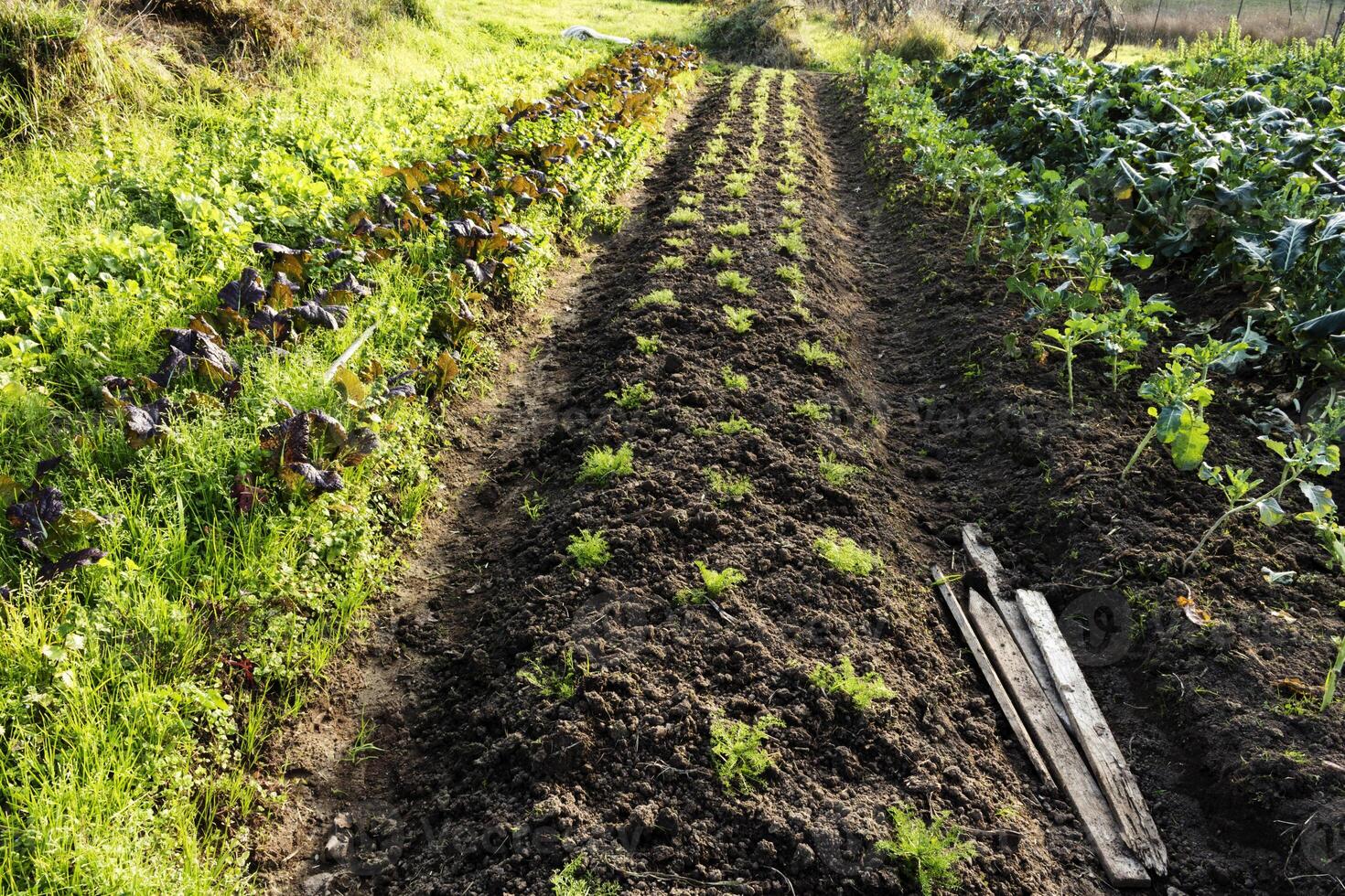 rij van aanplant Aan klein boerderij of groot tuin foto