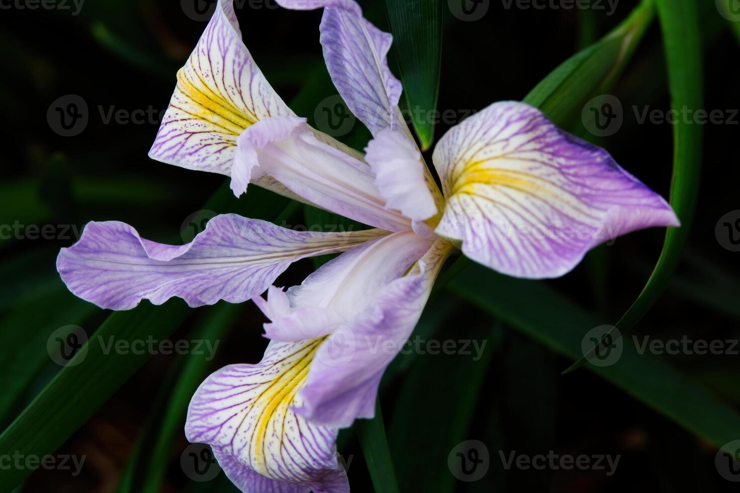 single iris bloem Purper wit en geel met groen blad foto