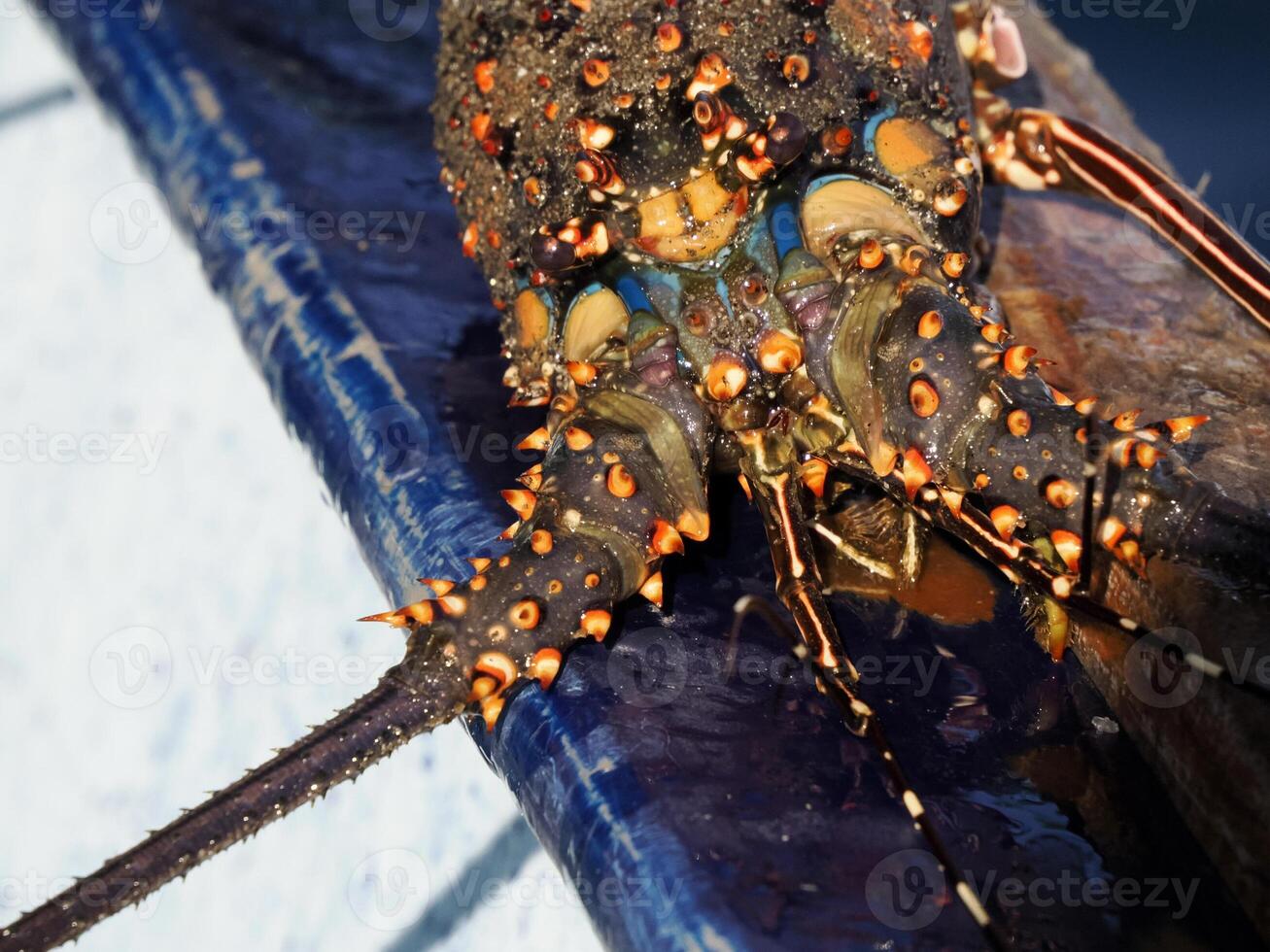 visvangst met kreeft pot in Mexico foto