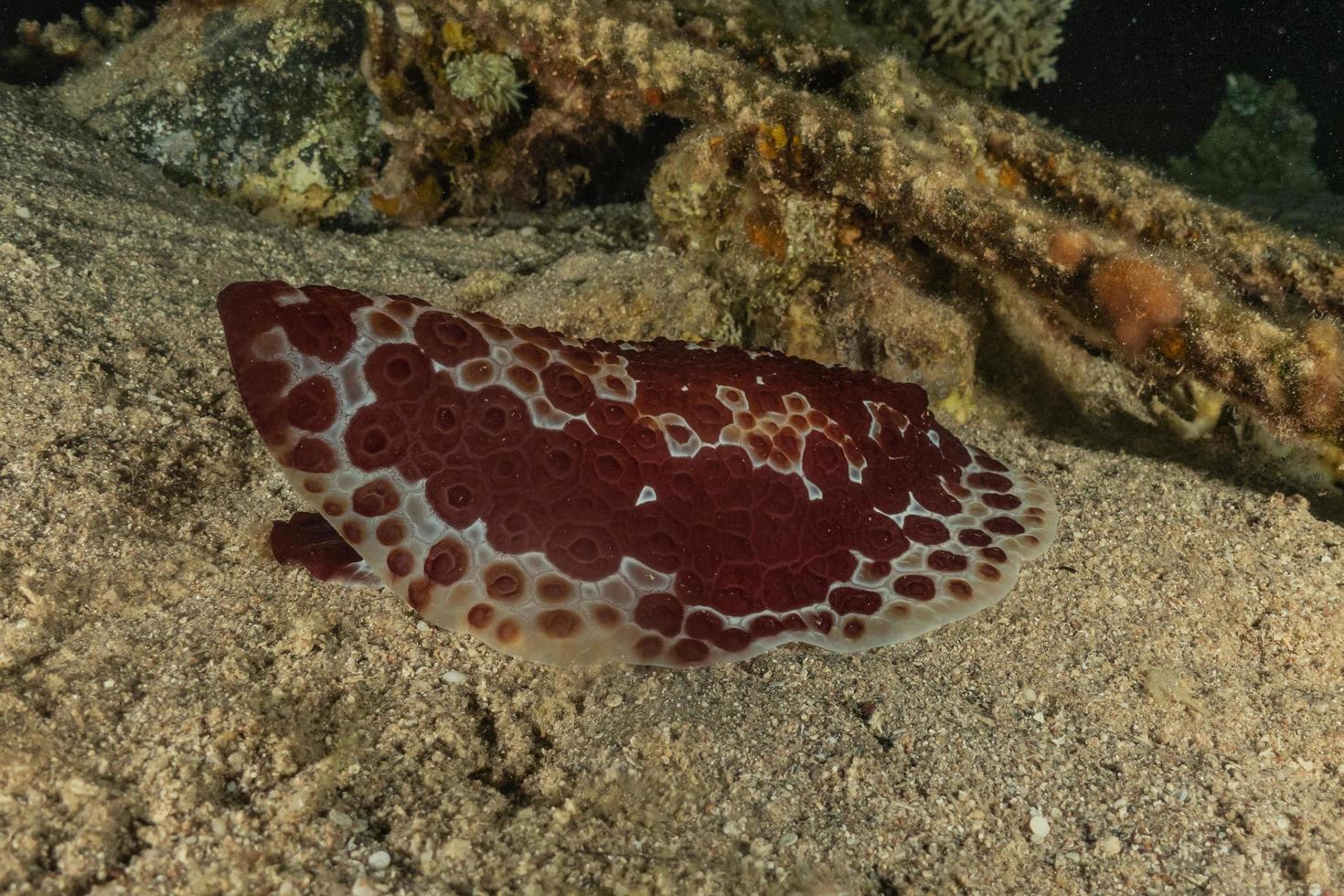 zeeslak in de rode zee kleurrijk en mooi, eilat israël foto