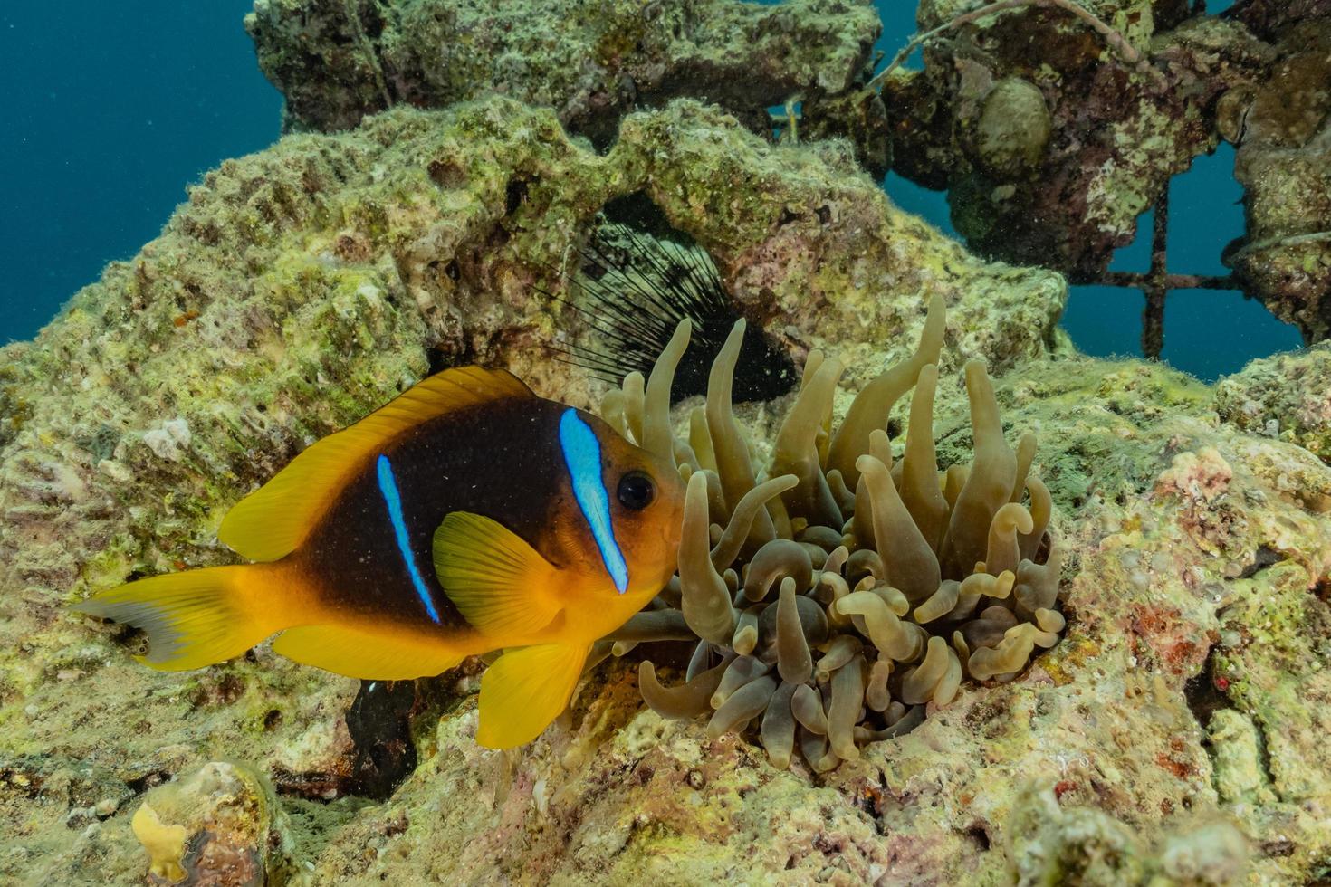 vissen zwemmen in de rode zee, kleurrijke vissen, eilat israel foto