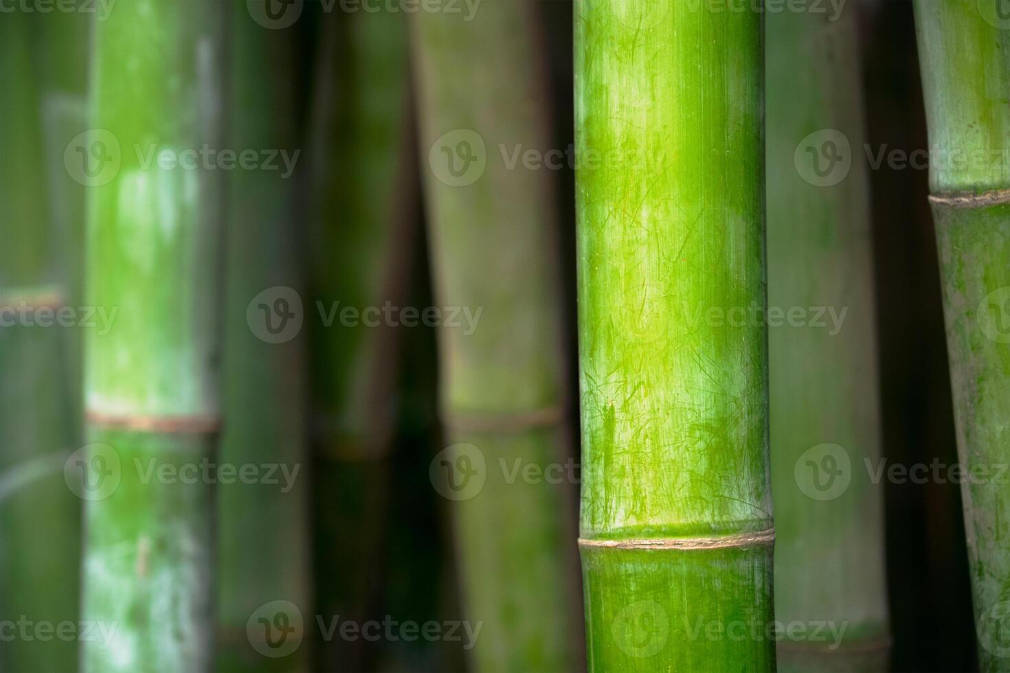 bamboe dichtbij omhoog in bamboe bosje foto