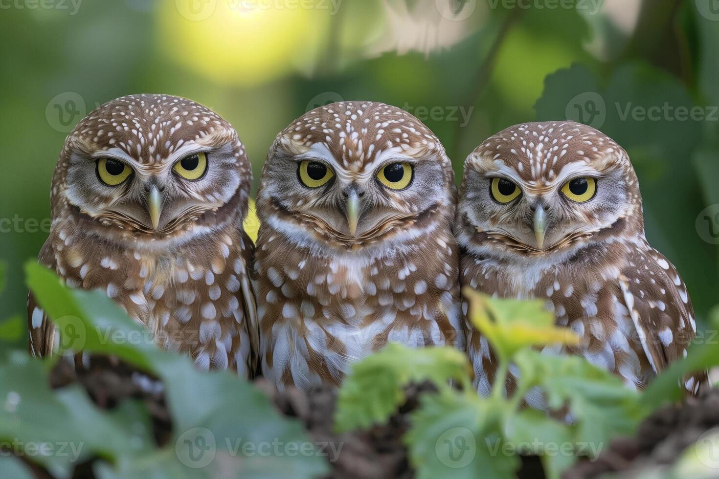 ai gegenereerd drie graven uilen Athene cunicularia in natuur foto