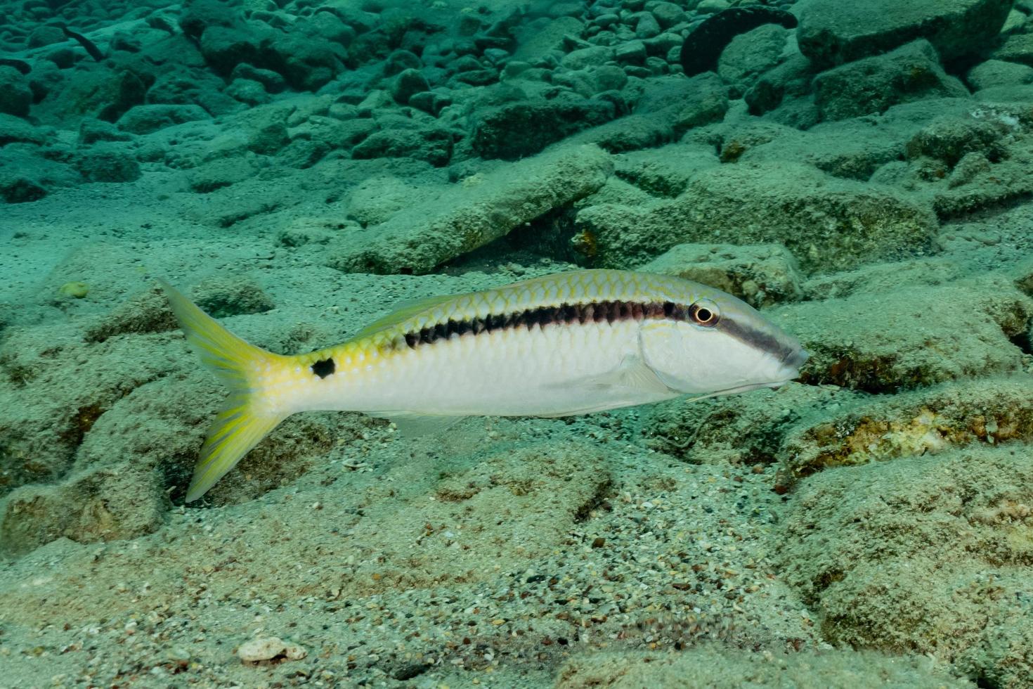 vissen zwemmen in de rode zee, kleurrijke vissen, eilat israel foto