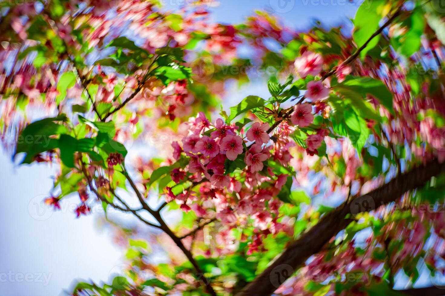 Kawazu kers bloesems swirly vervagen in voorjaar seizoen dichtbij omhoog foto