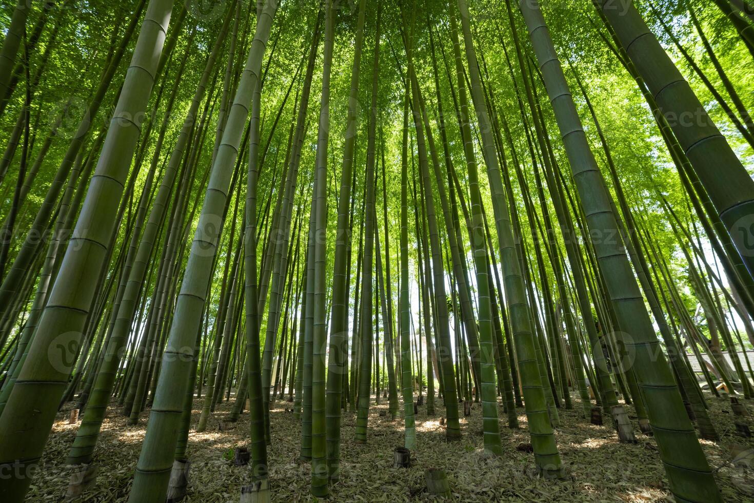 een groen bamboe Woud in voorjaar zonnig dag foto