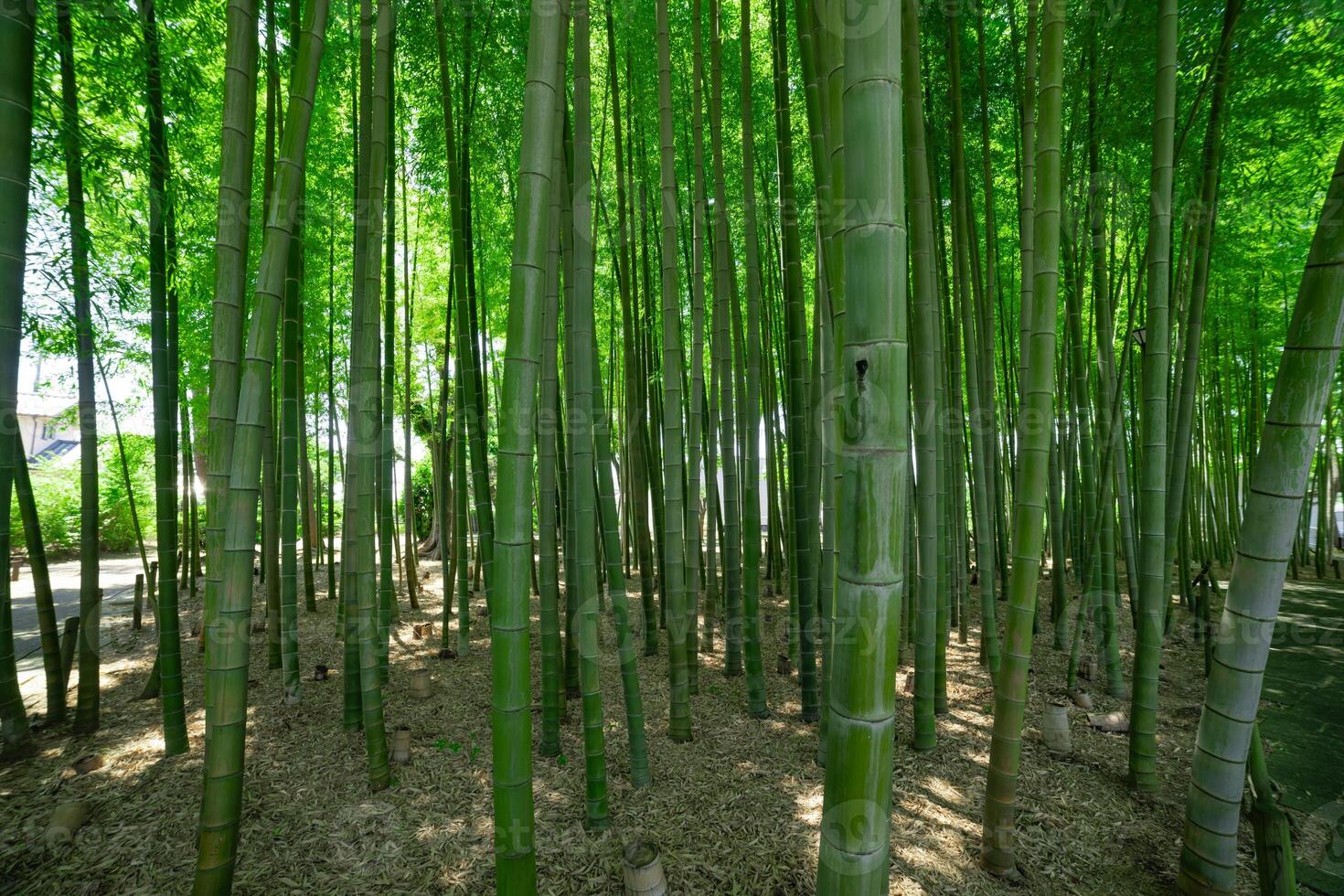 een groen bamboe Woud in voorjaar zonnig dag breed schot foto