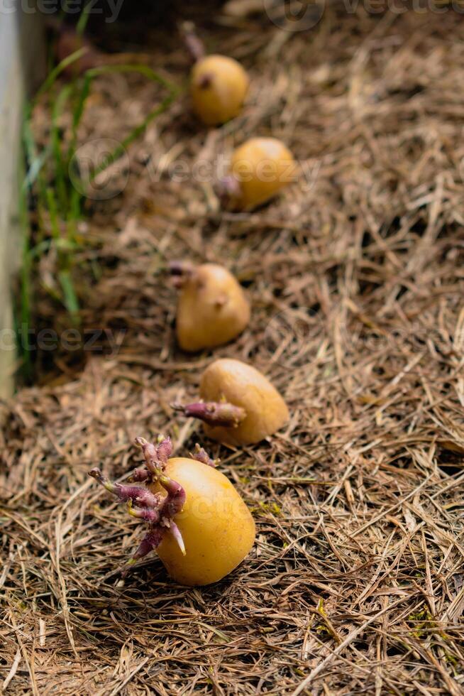 zaaien aardappelen Aan de grond Aan hakselhout, knol ontkiemen, solanum tuberosum foto
