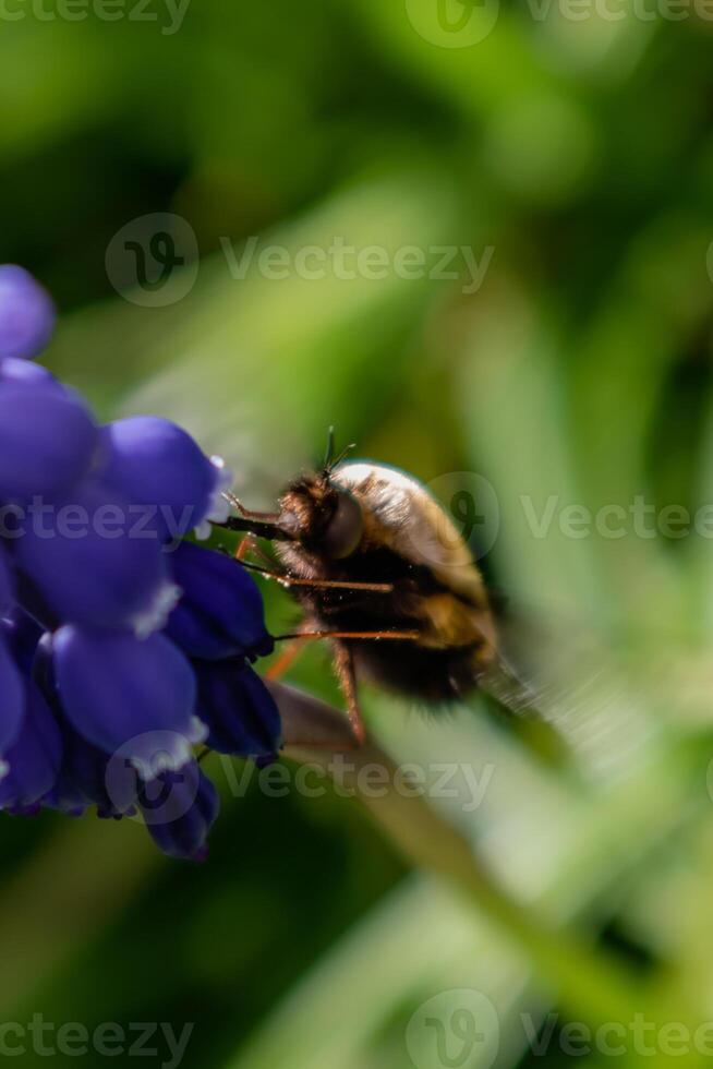 bombyel Aan een druif hyacint, een klein harig insect met een slurf naar trek nectar van de bloemen, bombylius foto