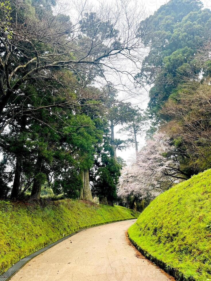 Japans kers bloesems variatie in vol bloeien loopbrug in de tuin regenachtig dag voorjaar seizoen Japan foto