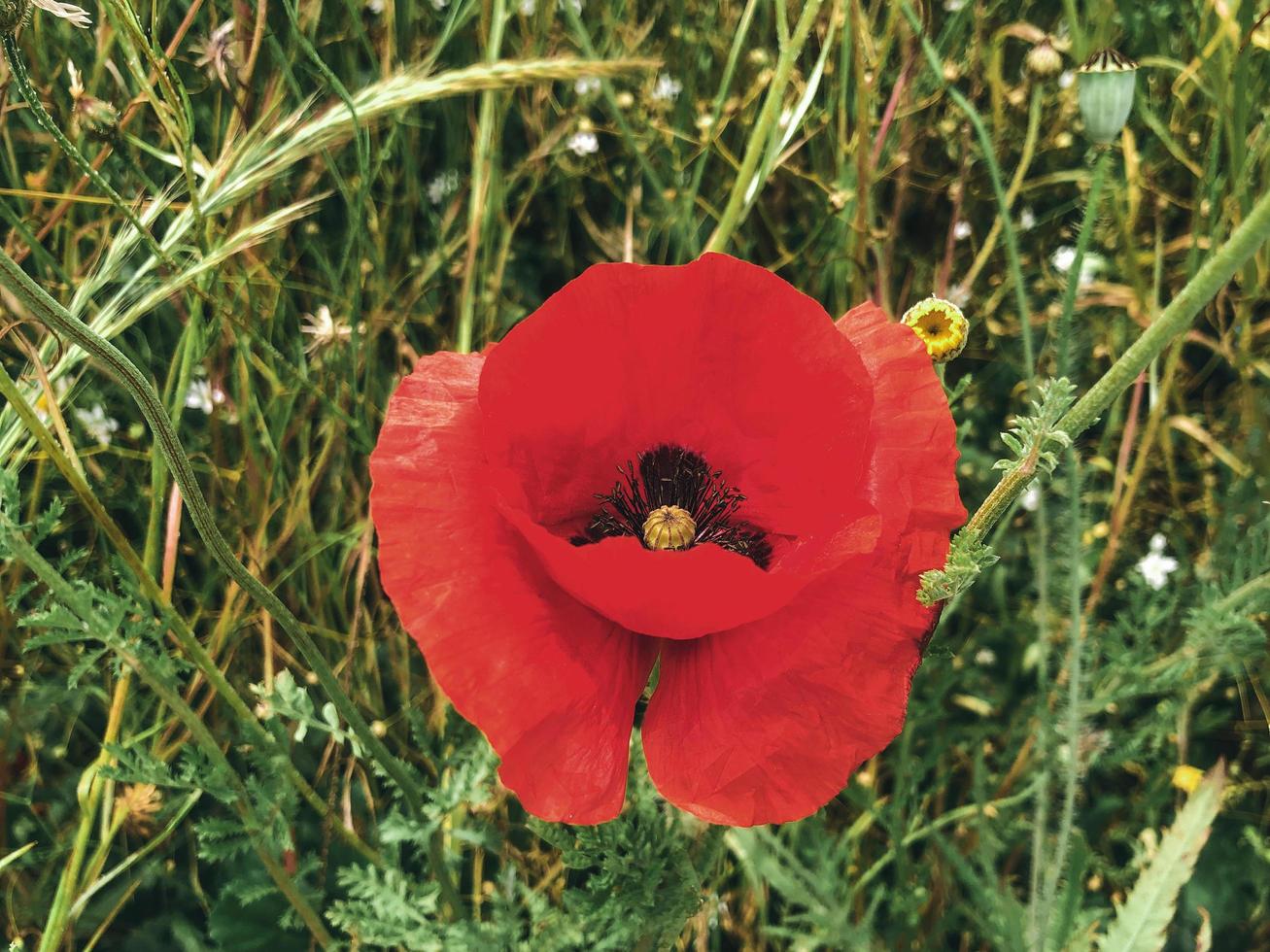 de rode papaver. detailopname foto