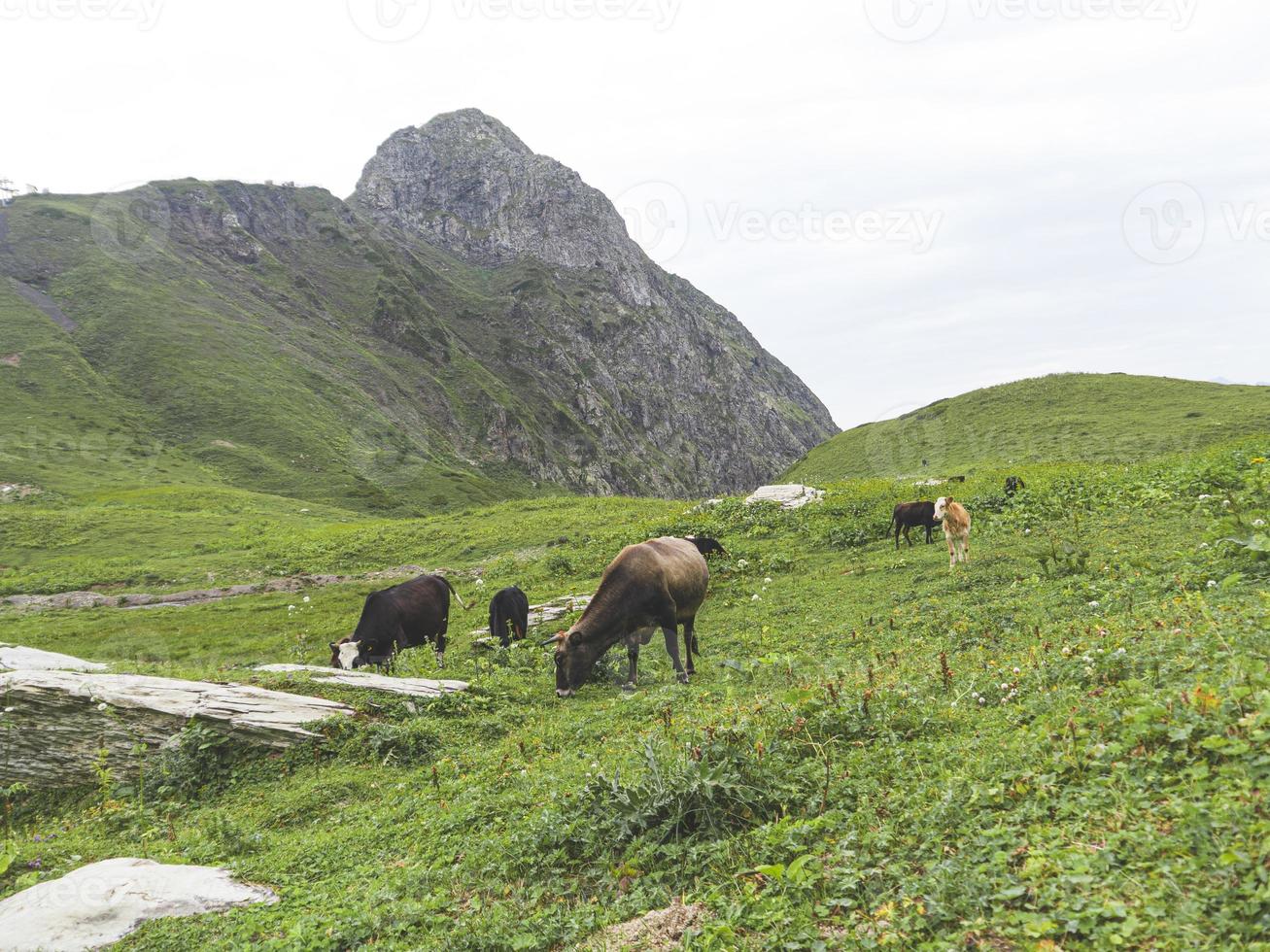 koeien in de weide van de bergen van de Kaukasus. roza khutor, rusland foto