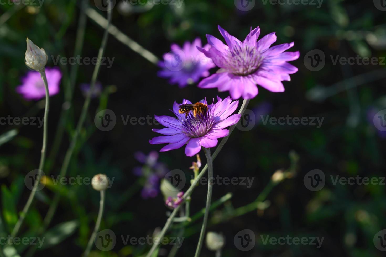 paarse bloem van eenjarige eeuwigdurende of immortelle, xeranthemum annuum, macro, selectieve focus foto