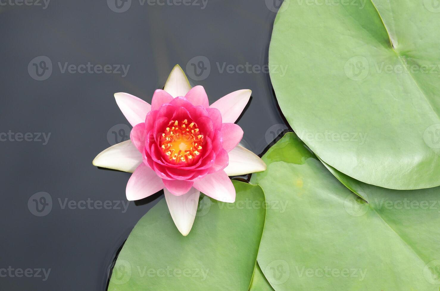 roze winterhard water lelie bloem met groen bladeren en water oppervlak. foto